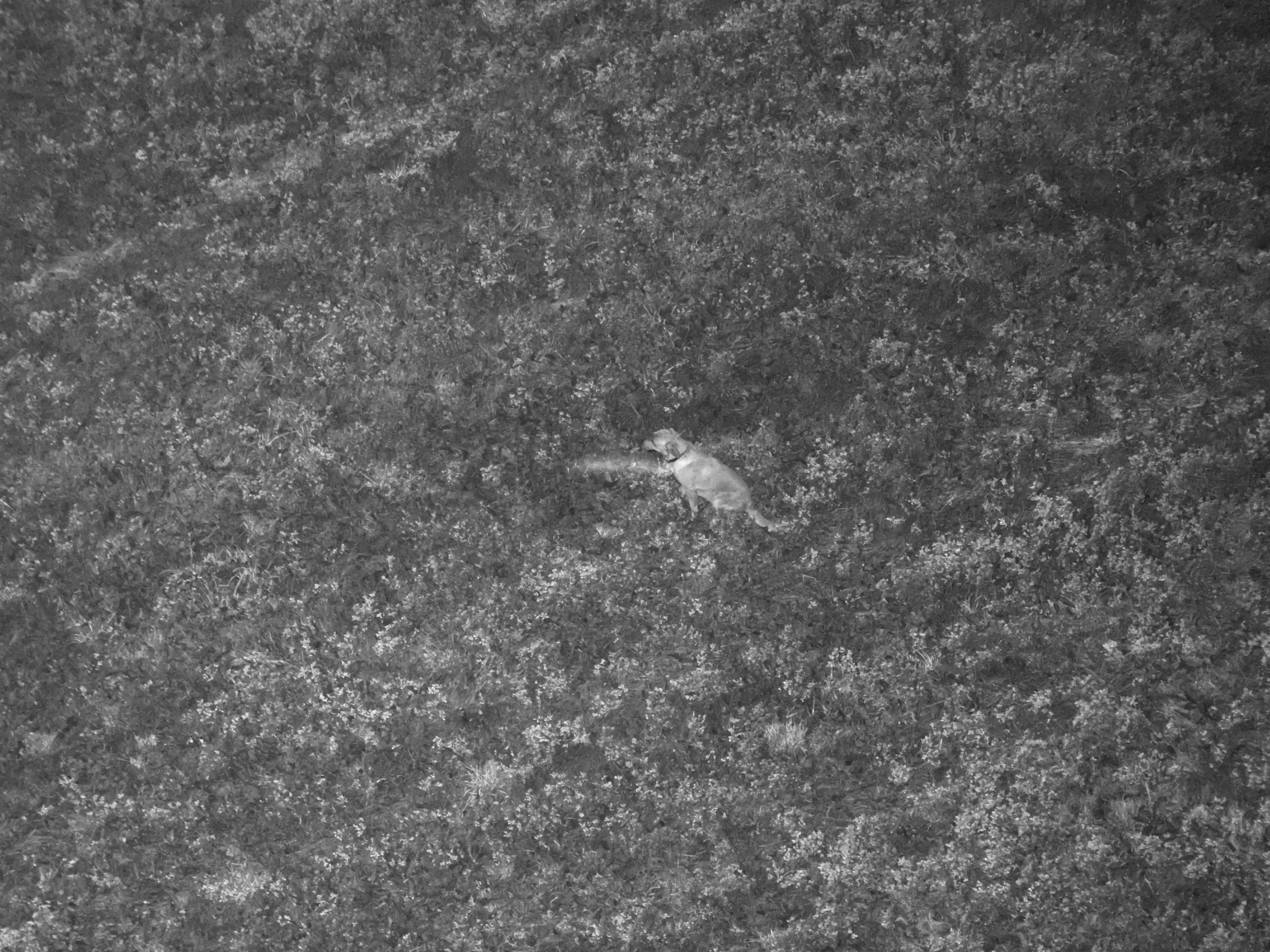 Thermal Image